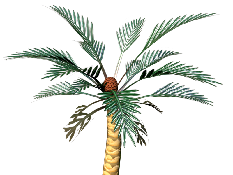 Leptocycas